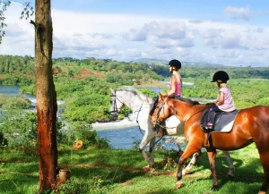 1hr jinja horse riding experience
