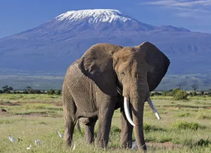 Amboseli National park