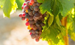 Barossa Valley, Australia