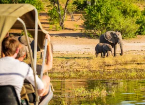 Botswana African Safaris
