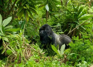 Bwindi Impenetrable national park