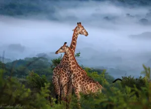 Hluhluwe-Umfolozi game reserve