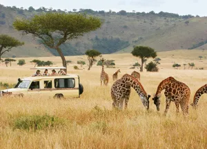 Kenya Safari Holidays