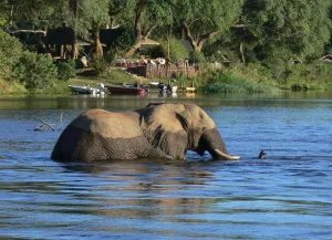 Lower Zambezi National Park