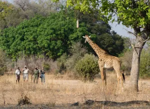 Luangwa National Park , Walking safari