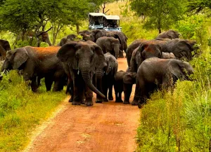 Rwanda Safari Adventure