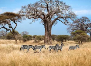 Tarangire national park