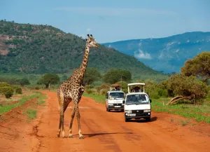 Tsavo national parks